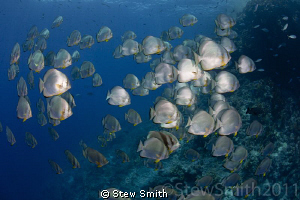 Schooling Batfish at Shark Reef - Ras Mohammed by Stew Smith 